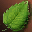 Leaf Of The Mother Tree